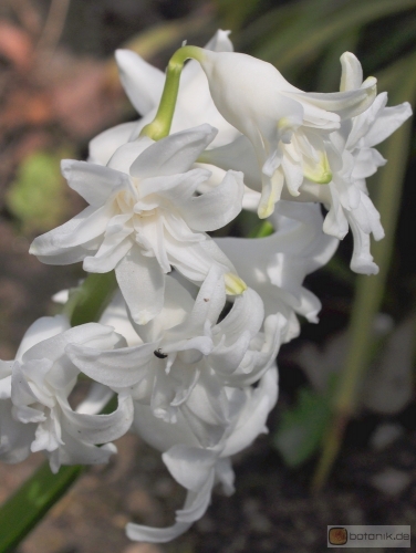Hyacinthus orientalis 'Ben Nevis' -- Gartenhyazinthe